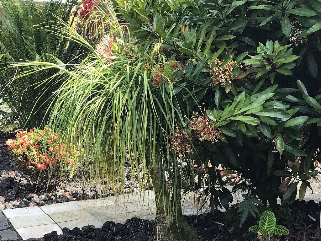 Paradise on park like estate with beautiful ocean and mountain view in Honomu, Hamakua