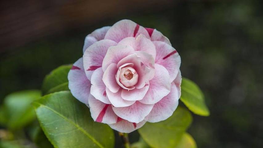 Ferienwohnung für 2 Personen, mit Garten in der Oststeiermark - 4