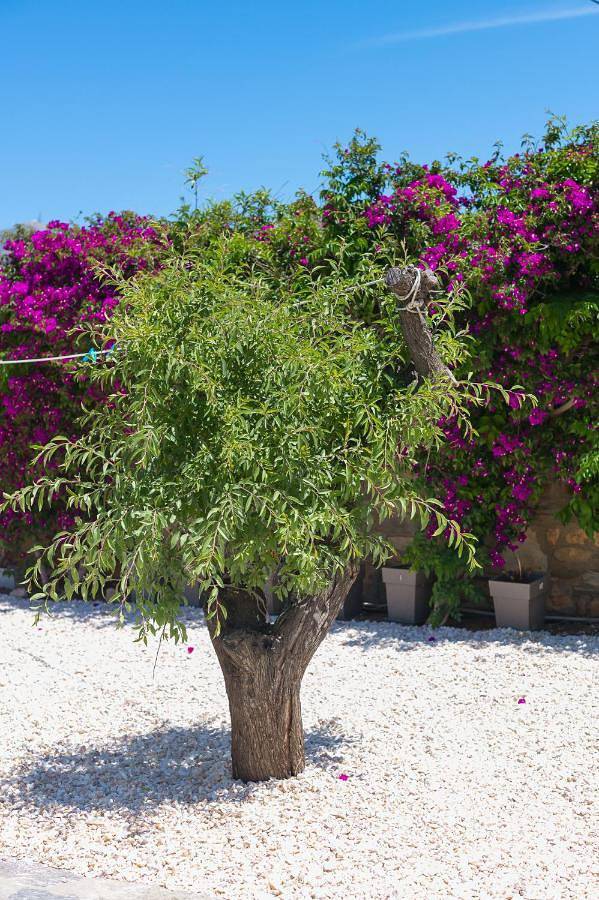 Chambre d’hôte pour 2 personnes, avec balcon ainsi que vue et piscine dans Paros - 4