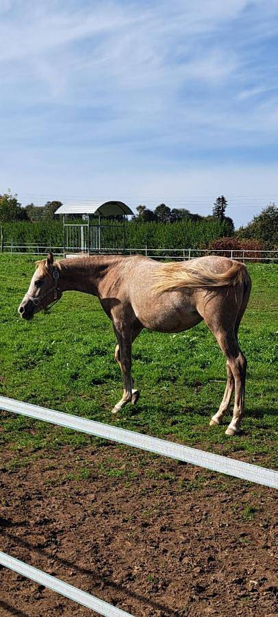 Location de vacances pour 4 personnes, avec vue et jardin à Briec - 3