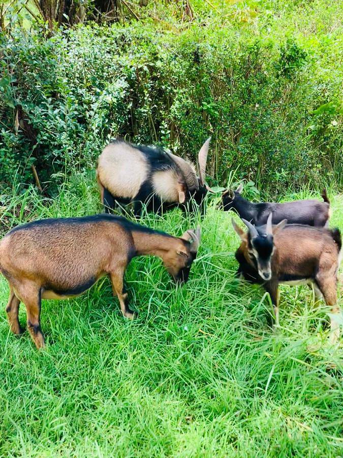 Location de vacances pour 2 personnes, avec jardin et vue dans Cité du Volcan - 4