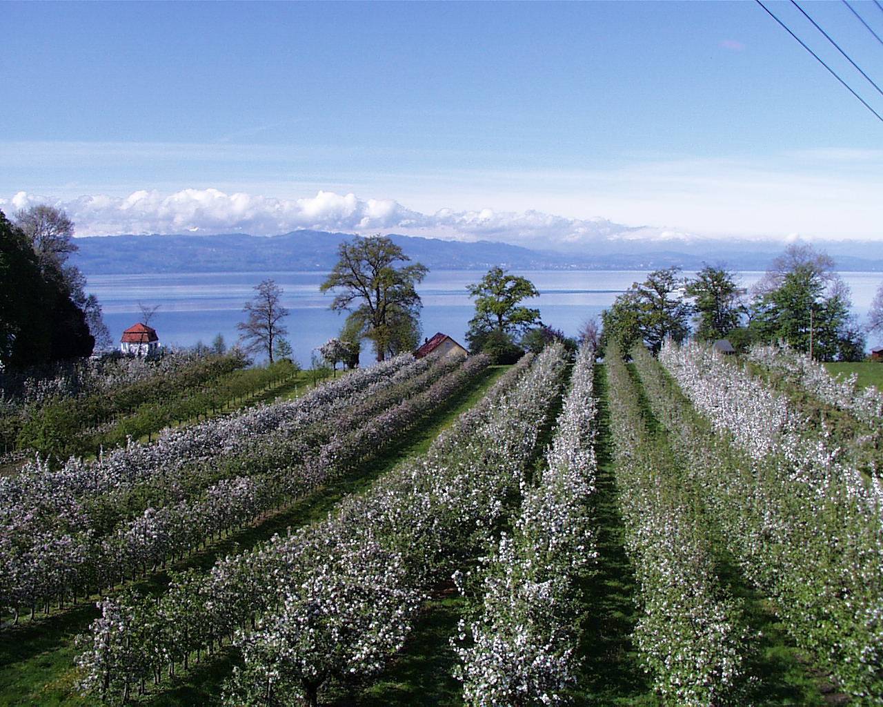 Ganze Ferienwohnung, Baumann´s Ferienhof am See - Apartment "Hohentwiel" Baumann´s Ferienhof am See 50 qm 1 Schlafzimmer max. 3 Personen in Wasserburg (Bodensee), Bayerisch Schwaben