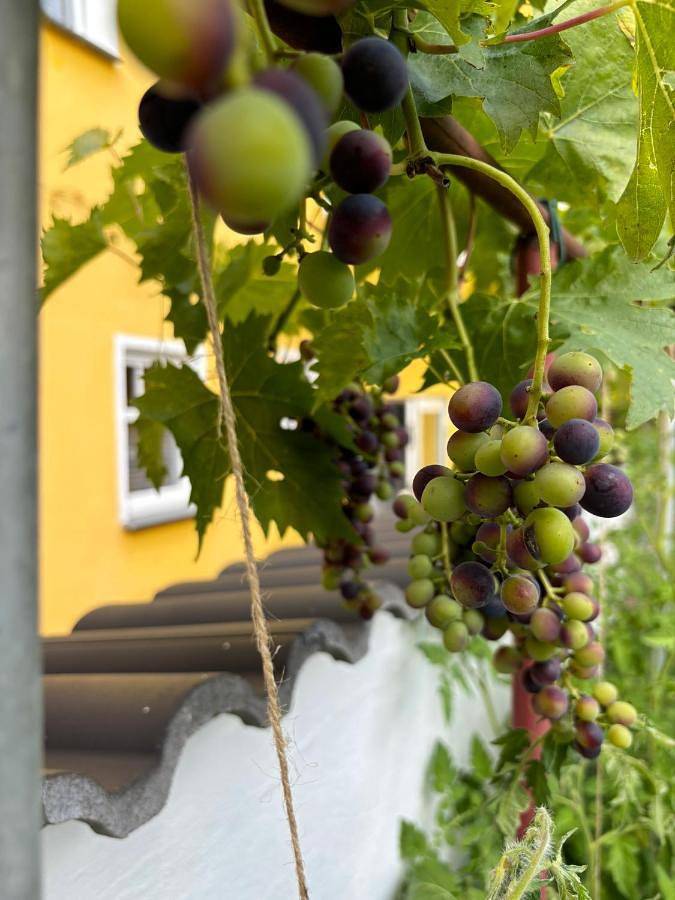 Gîte pour 2 personnes, avec vue et jardin à Boppard - 2