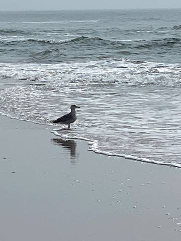 Vacation House for 10 Guests in Brigantine (NJ), Atlantic County, Picture 3