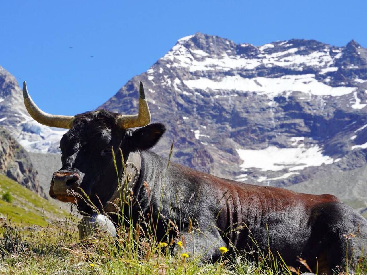 Ganze Wohnung, Ferienhaus Alea in Saas-Grund, Walliser Alpen