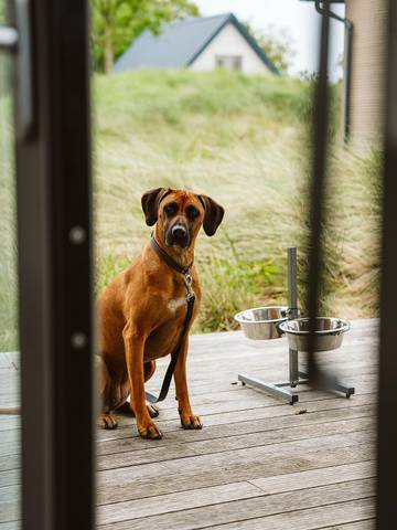 Glamping voor 8 Personen in Goeree-Overflakkee, Nederlandse Noordzeekust, Afbeelding 4