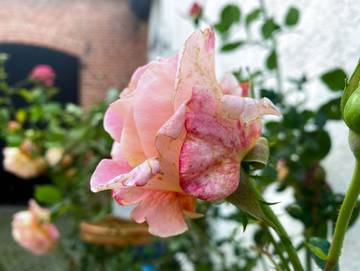 Ferienhaus für 5 Personen in Ribnitz-Damgarten, Vorpommern, Bild 3