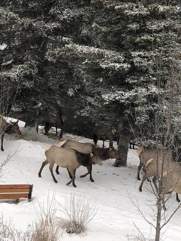 Glamping for 4 Guests in Canmore, Canadian Rocky Mountains, Picture 1