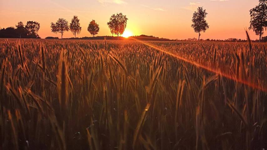 Ferienhaus für 6 Personen, mit Garten in der Lüneburger Heide - 3
