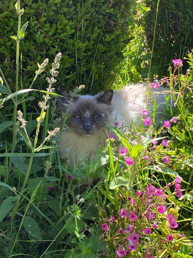 Location de vacances pour 2 personnes, avec terrasse et jacuzzi ainsi que piscine et jardin, animaux acceptés à Lalinde - 2