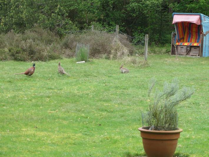 Ferienhaus für 3 Personen in Süddorf - 4