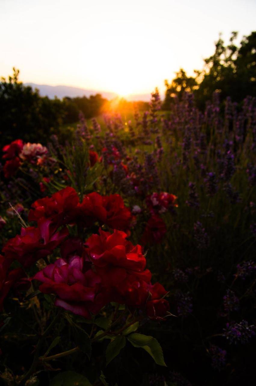 Appartamento intero, Agriturismo Podere Luisa in Montevarchi, Chianti