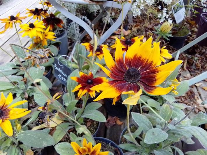 Location de vacances pour 7 personnes, avec jardin à Civray-de-Touraine - 3