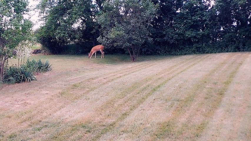 Ferienhaus für 4 Personen, mit Garten und Terrasse - 1