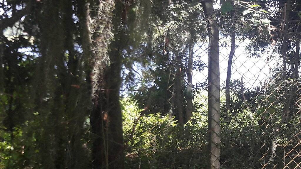 Mieten Sie Haus In Geschlossener Wohnung Mit Sehr Grün in São Paulo, São Paulo (Bundesstaat)