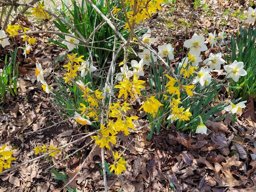 Lifetime Erinnerungen, Wifi, Whirlpool, Feuerstelle, Gasgrill, Hochstuhl, Vogelbeobachtung in Union County (IL)