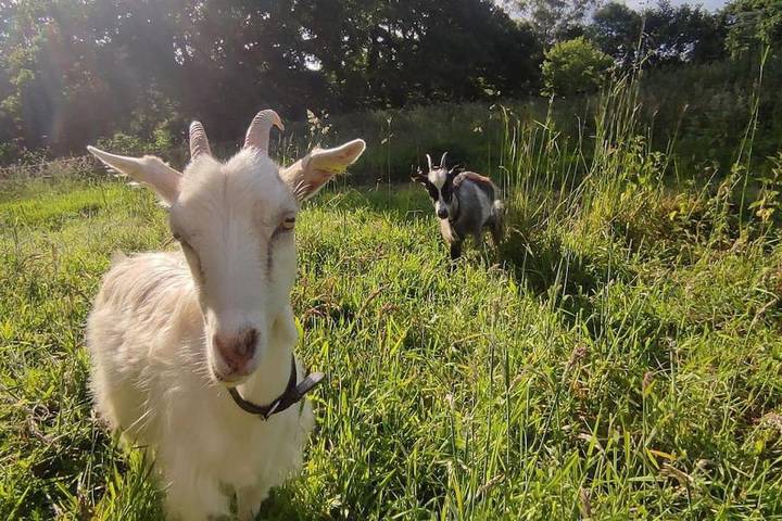 Maison de vacances pour 4 personnes, avec jardin, animaux acceptés