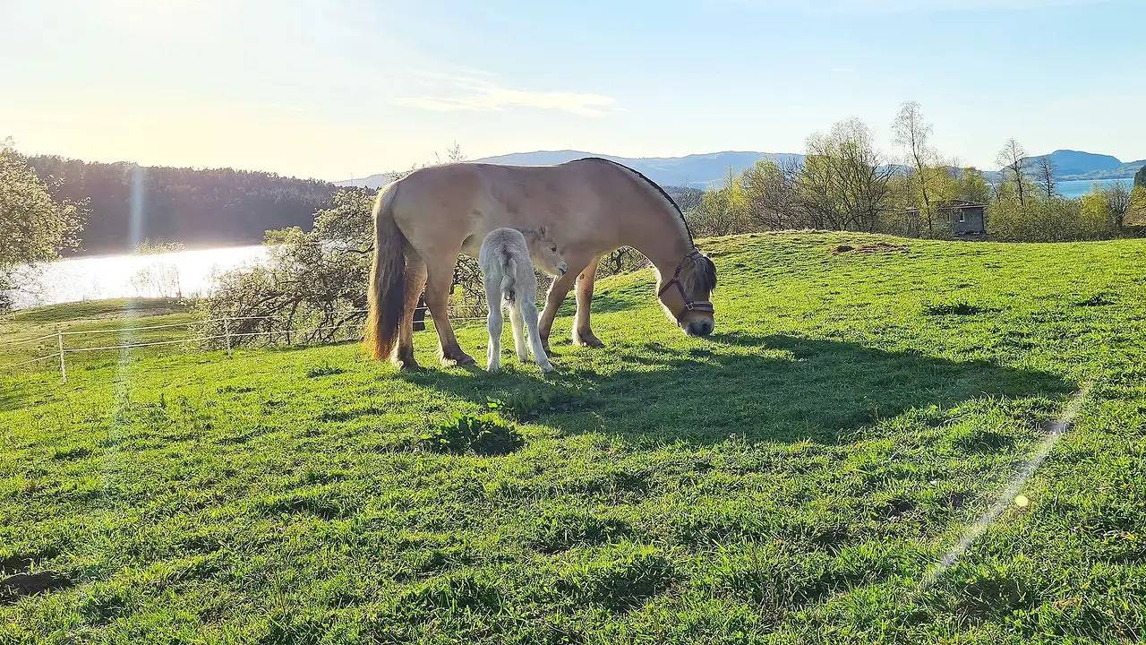 Ferienhaus für 5 Personen (70 m²) in Lonevåg in Osterøy
