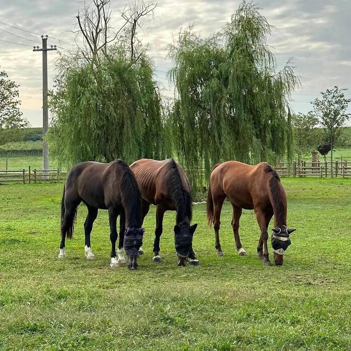 Appartamento per 5 persone, con terrazza e giardino nonché panorama, con animali domestici in Sommacampagna