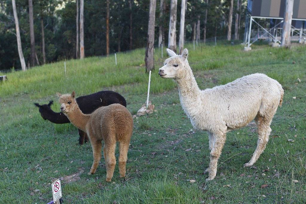 Tree House #1. Private, stone bath with amazing views of Gold Coast Hinterland in Queensland