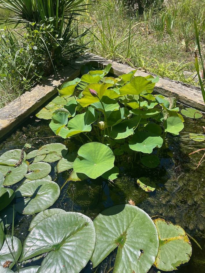 Chambre d’hôte pour 2 personnes, avec jardin dans le Gard - 4