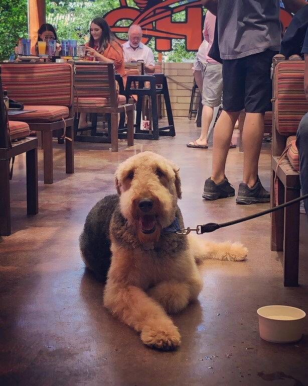 Gilbert Home, Zu Fuß in die Innenstadt, Restaurants, Nachtleben 10+ Ort! in Gilbert, Maricopa County