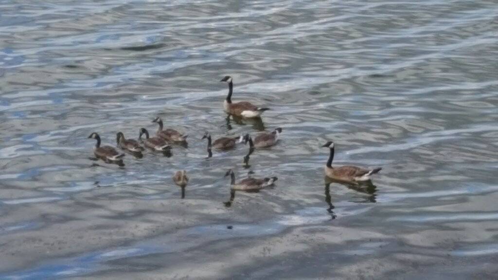 Lake Front Einheit, 6 Personen, ideal für Familien, Basteln oder Angeln - untere Ebene in Le Sueur County