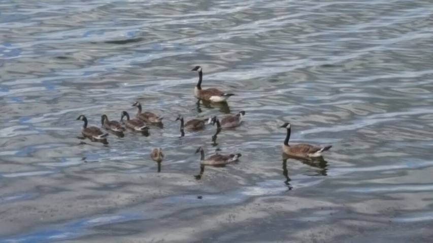 Ferienhaus für 6 Personen, mit Garten und Terrasse - 1