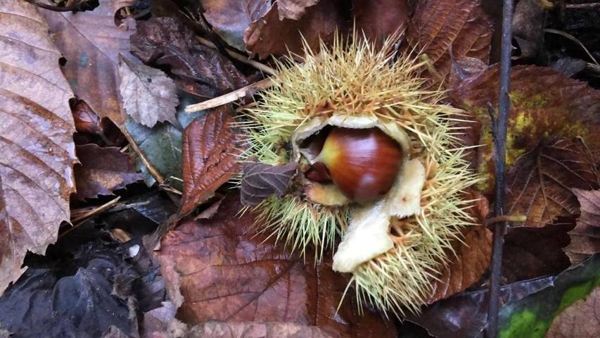 Apartamento de vacaciones para 5 personas, con piscina y vistas además de sauna y jardín en Asturias - 4