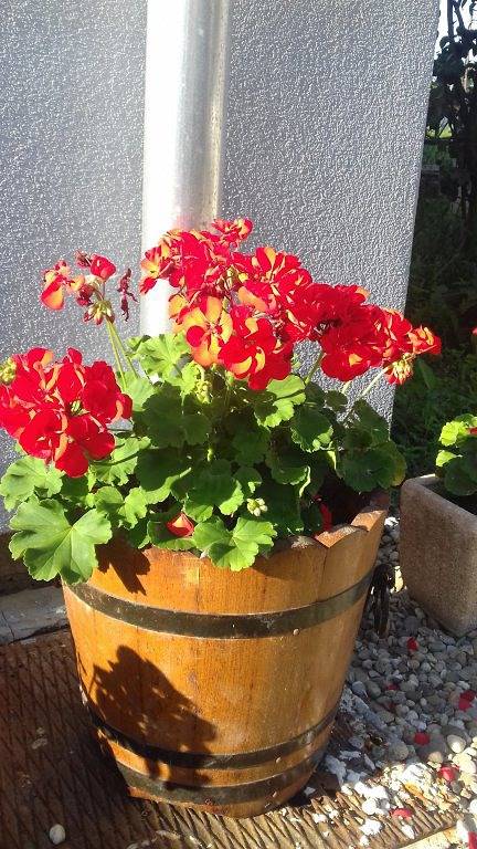 Gîte pour 4 personnes, avec terrasse et jardin à Sélestat - 4