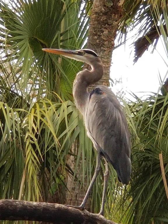 Treetops Private gemütliche ruhige Hütte / Imperial River w / Dock, Wildtiere, Kajaks in Bonita Springs, Southwest Florida