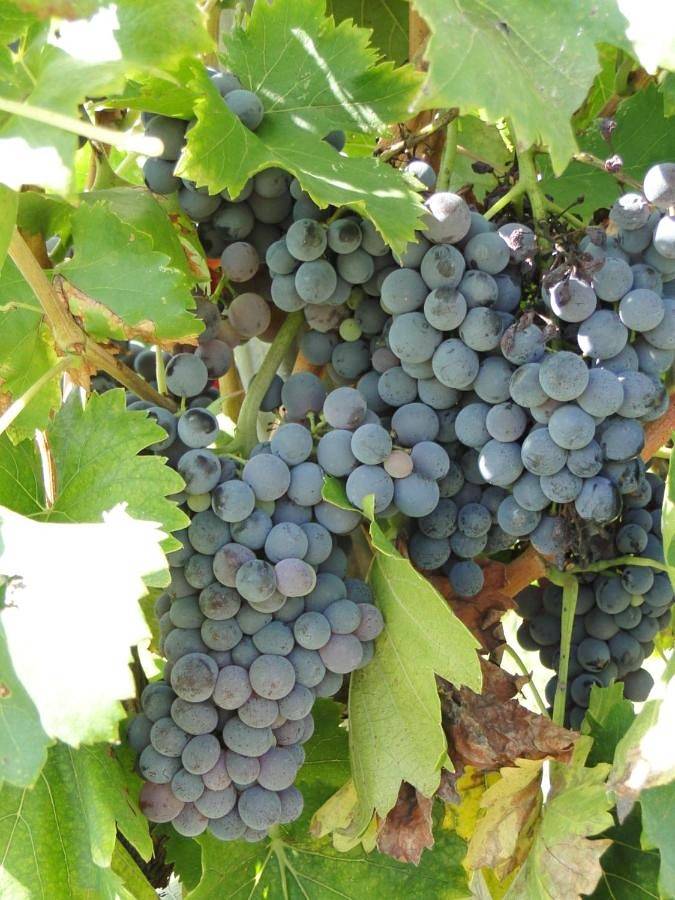 Gîte pour 4 personnes, avec jardin et vue à Les Arcs (Var) - 4