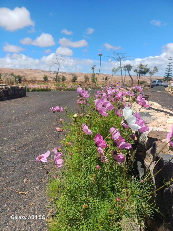 Apartamento de vacaciones para 3 personas, con jardín y vistas en Fuerteventura - 4