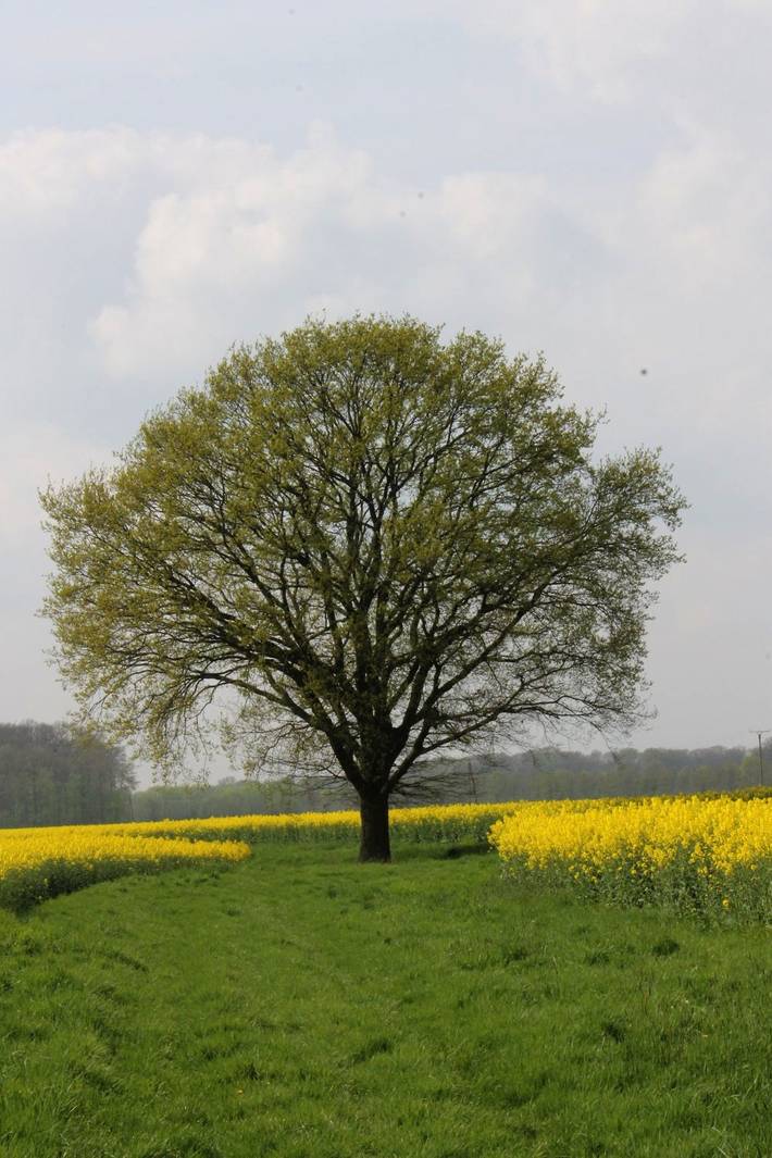 Ferienhaus für 3 Personen, mit Garten in Osnabrücker Land - 3