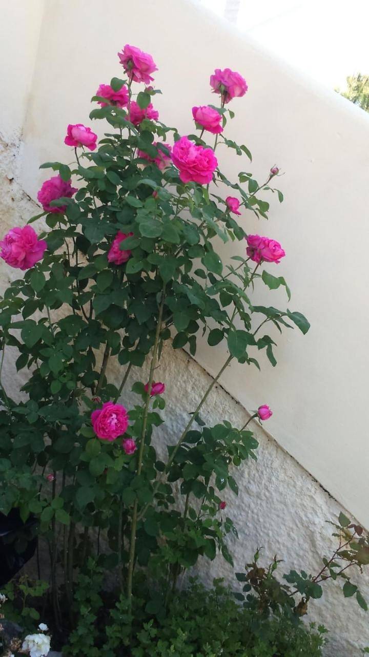 Rose Garden Rooms in Μωραΐτικα, Κέρκυρα