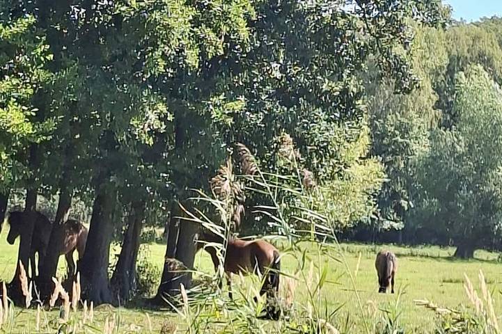 Ferienhaus für 4 Personen, mit Terrasse und Garten, mit Haustier in Vipperow - 4