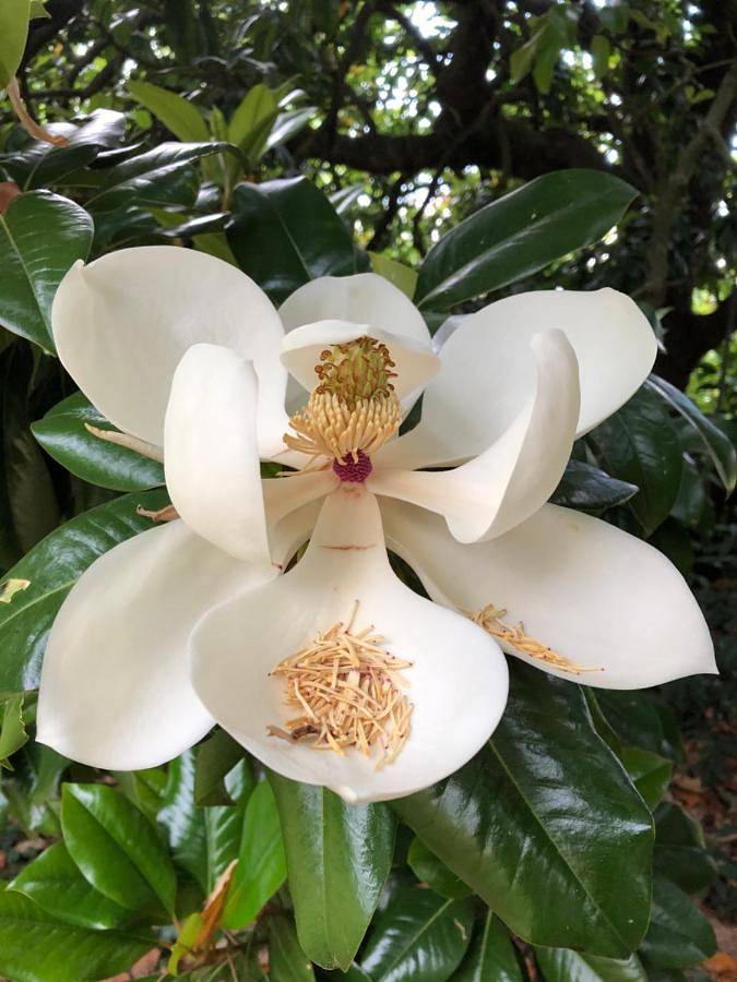 Location de vacances pour 12 personnes, avec piscine et jardin, animaux acceptés à Sainte-Eulalie - 4