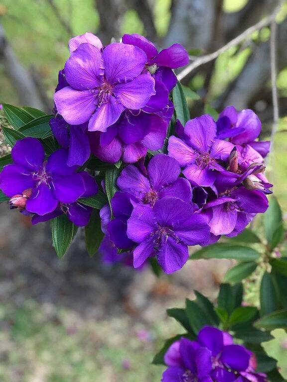 Forster holiday home, linen included-Wifi- pets welcome-cafes,beach, golf, fish in Forster, New South Wales