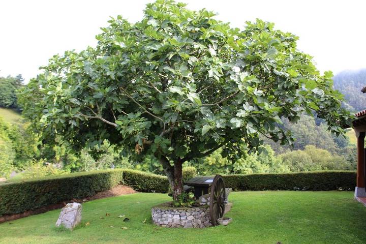 Casa rural para 8 personas, con jardín y vistas en Parres