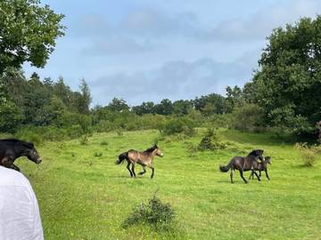 Ferienhaus für 7 Personen in Begtrup, Knebel, Bild 4
