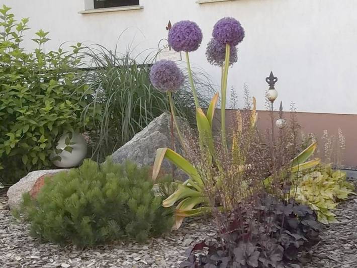 Altschulze "Teichrose" in Ressen-Zaue, Schwielochsee