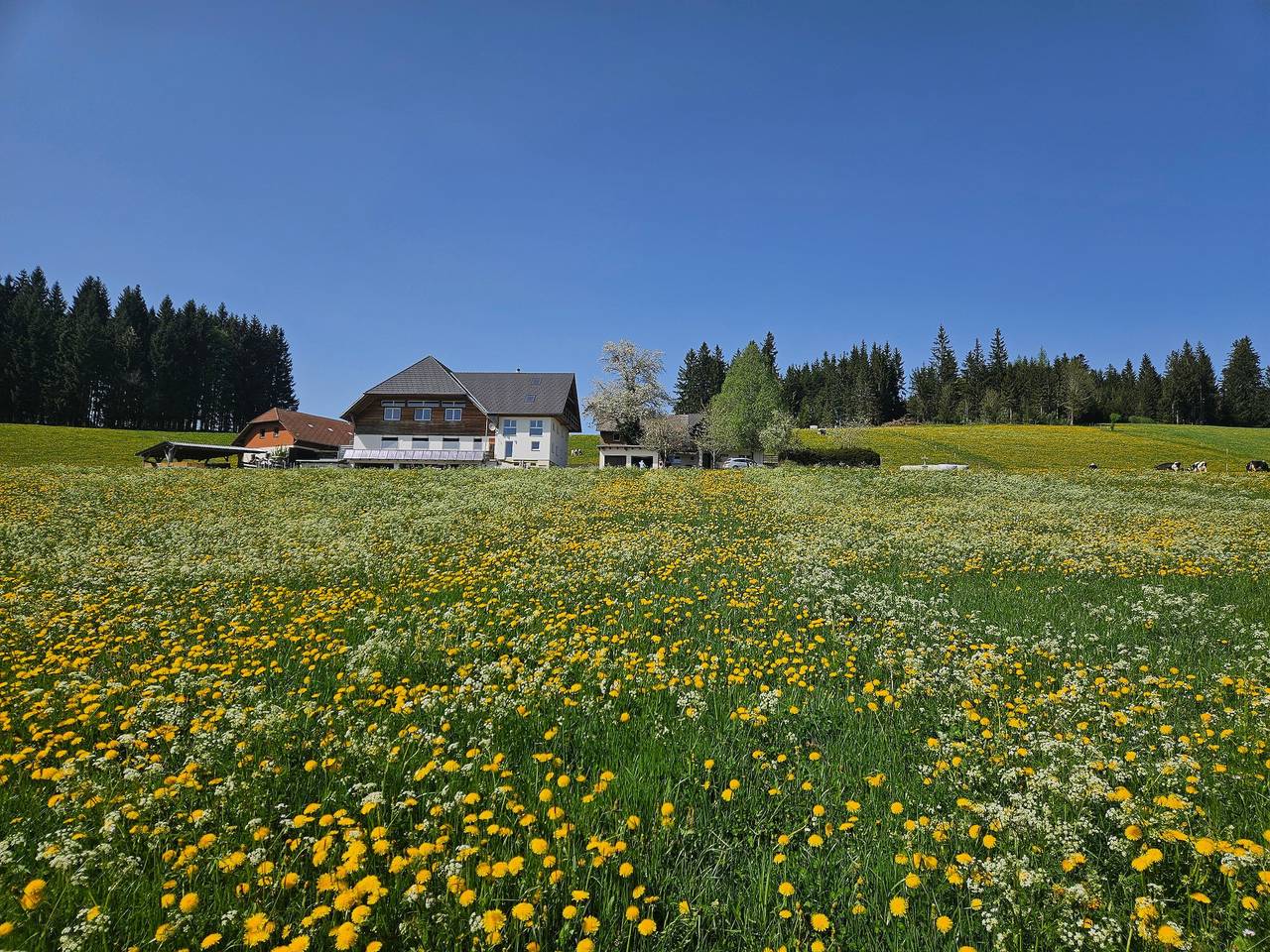 Ganze Wohnung, Ferienwohnung 'Talblick' mit separater Küche, 1 Schlafzimmer und Gemeinschaftsterrasse in Titisee-Neustadt, Südschwarzwald