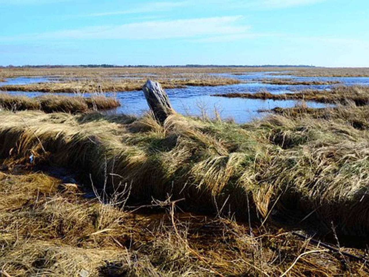 Haus Friesenstraße - Haus Friesenstraße Whg 01 in St. Peter-Bad, St. Peter-Ording