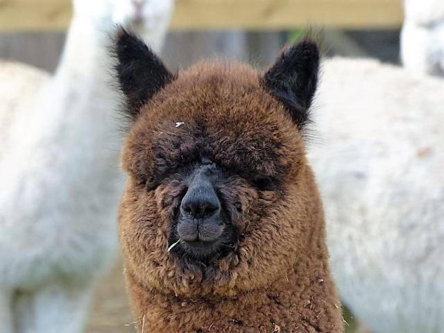 Location de vacances pour 6 personnes, avec jardin à Mellionnec