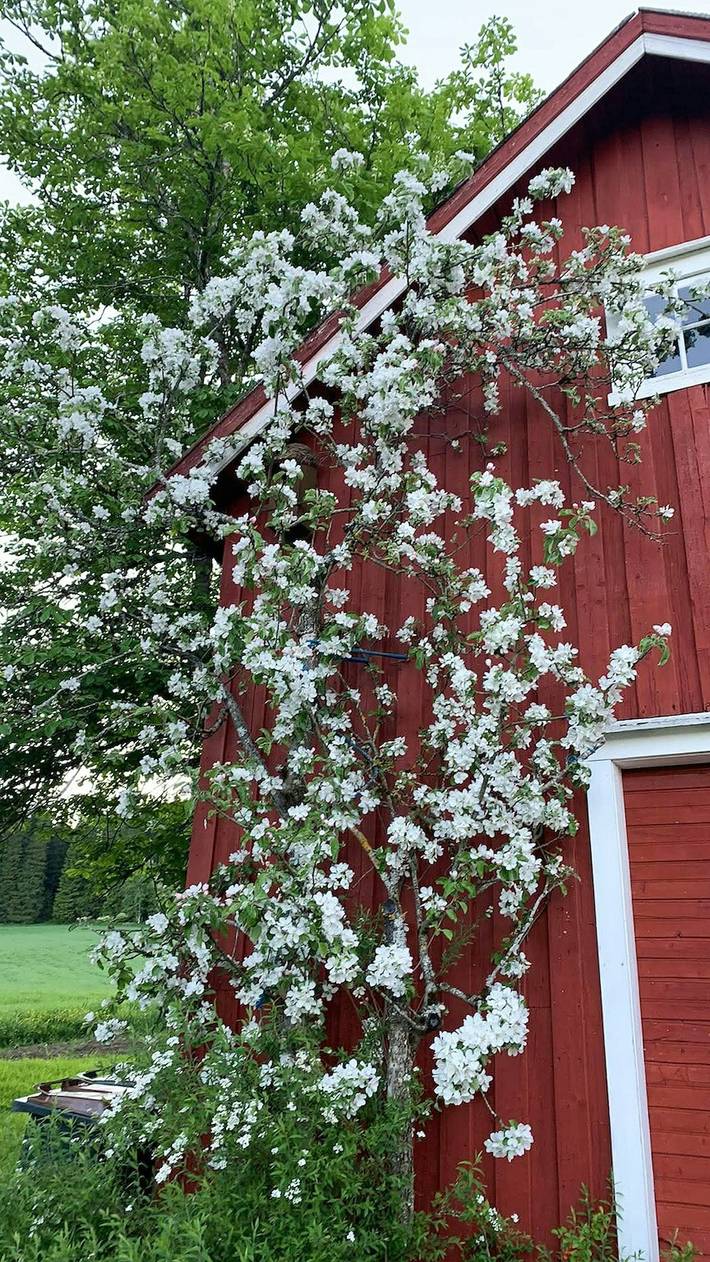 Charmantes Bauernhaus mit Tierwelt bei Steinkjær in Steinkjer