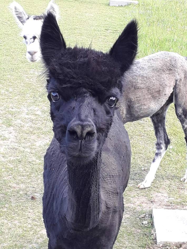 Ferienhaus für 4 Personen, mit Balkon und Balkon/Terrasse in Naturpark Oberpfälzer Wald - 4