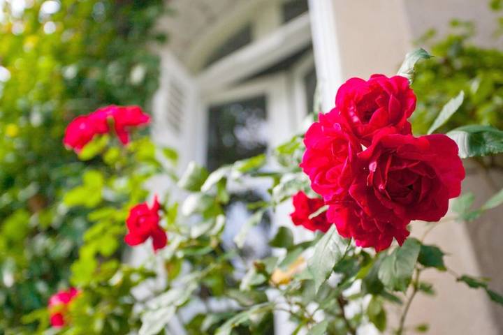 Chambre d’hôte pour 2 personnes, avec terrasse et jardin à Tours - 3
