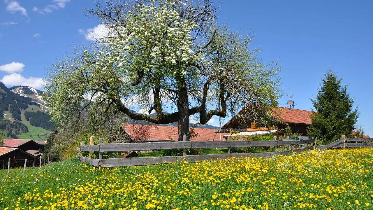 Ganze Ferienwohnung, Ferienwohnung für 4 Personen (40 m²) in Obermaiselstein in Obermaiselstein, Bayerisch Schwaben