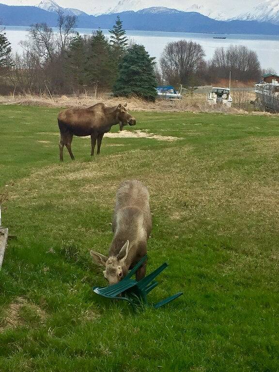 Blick aufs Meer-Private 2 Bedroom-Cottage-Eigenes Badezimmer in Kenai Peninsula