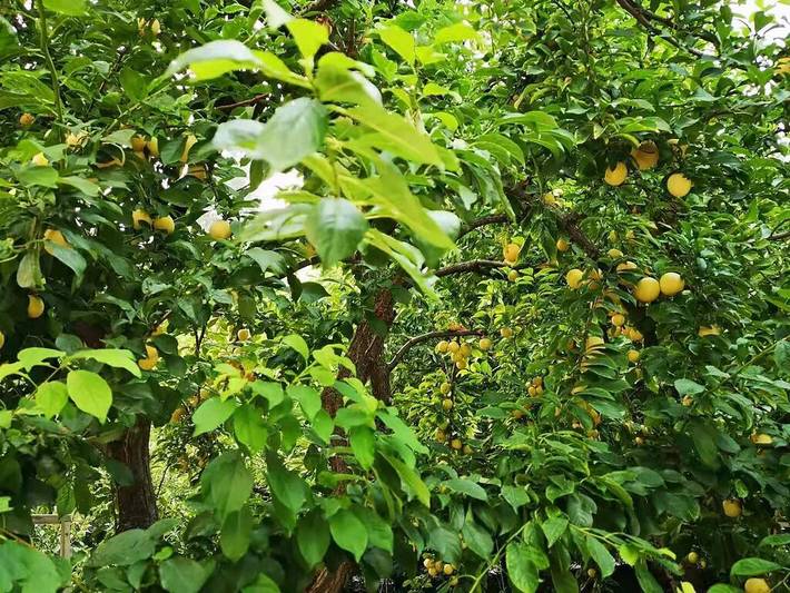 Vacation rental for 4 people, with garden in Kelowna